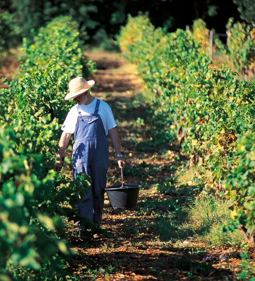 Visit the Saint-Honorat Island - A day between land and sea Visit the Saint-Honorat Island - A day between land and sea